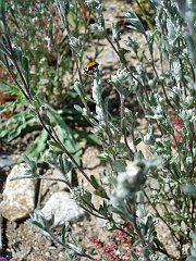 filago californica